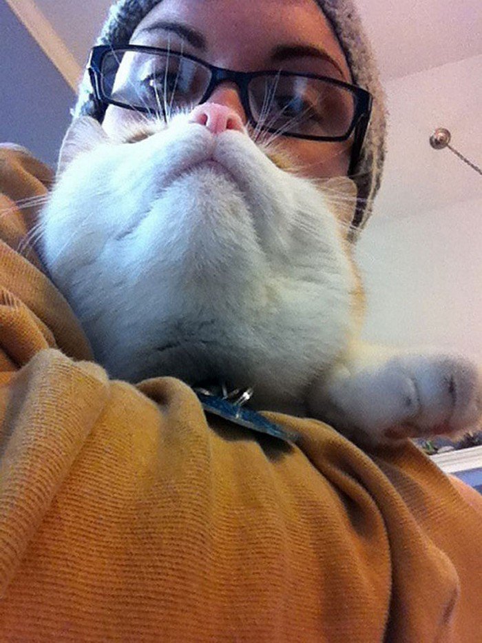 cat beard hat glasses