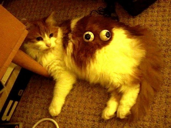 cat googly eyes