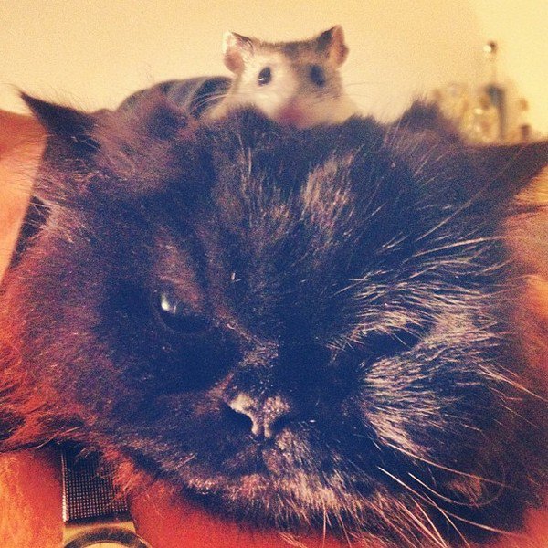 cat hamster head