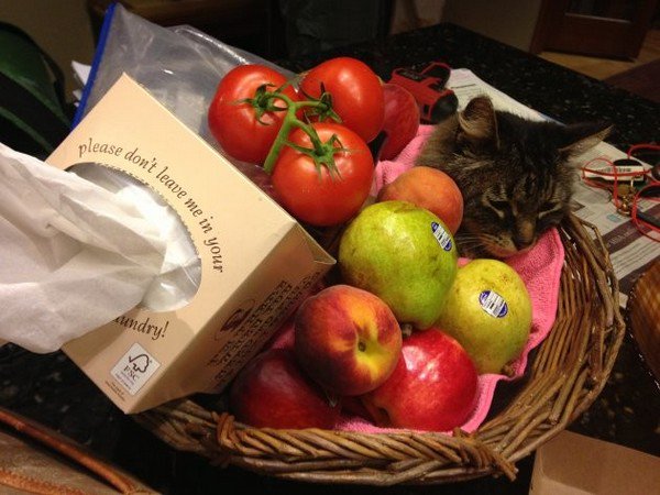 cat in fruit bowl