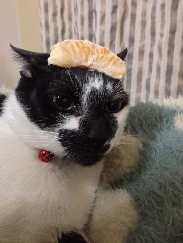 cat orange slice on head