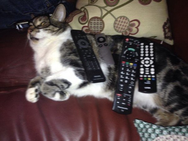 cat remotes