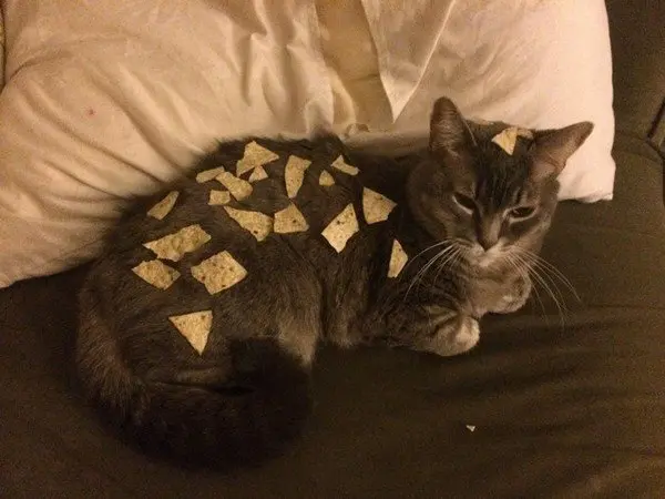 chips on cat