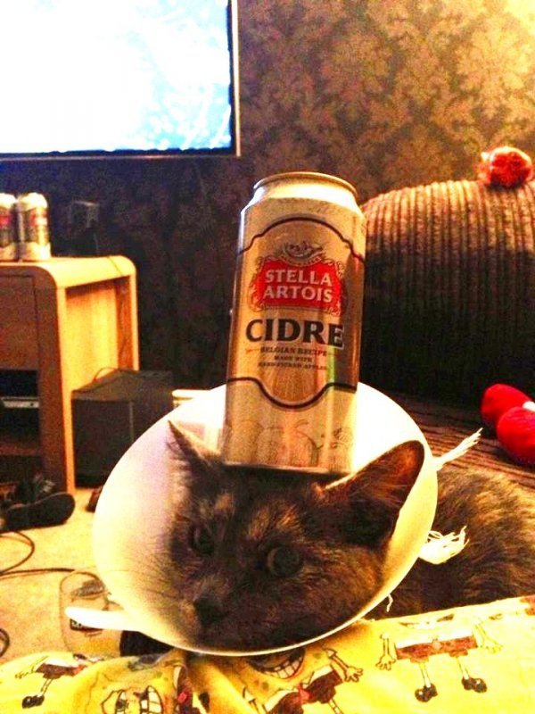 cider can cat