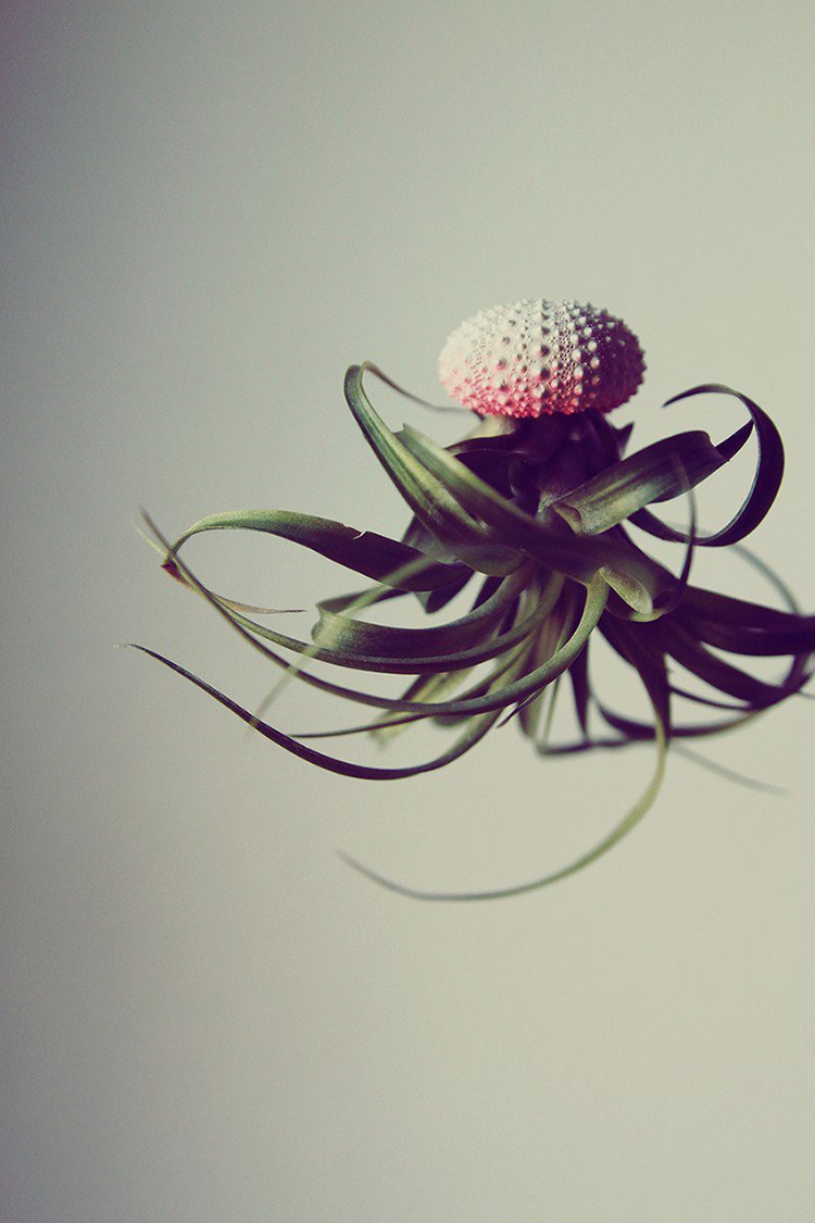 close up air plant jellyfish