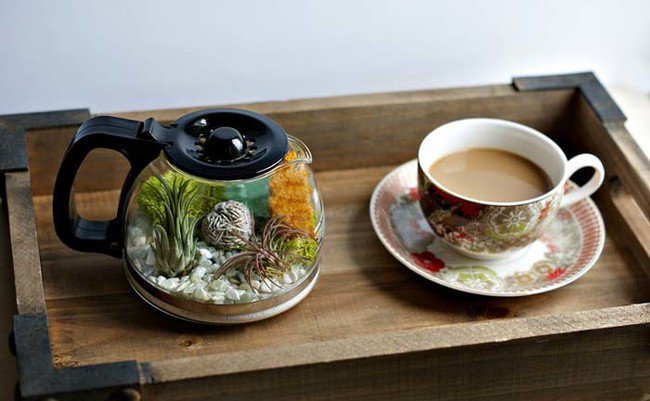 coffee-pot-terrarium