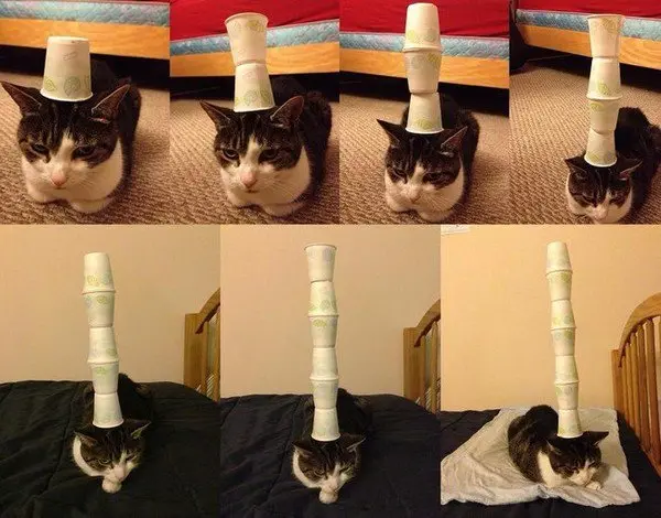 cups cats head
