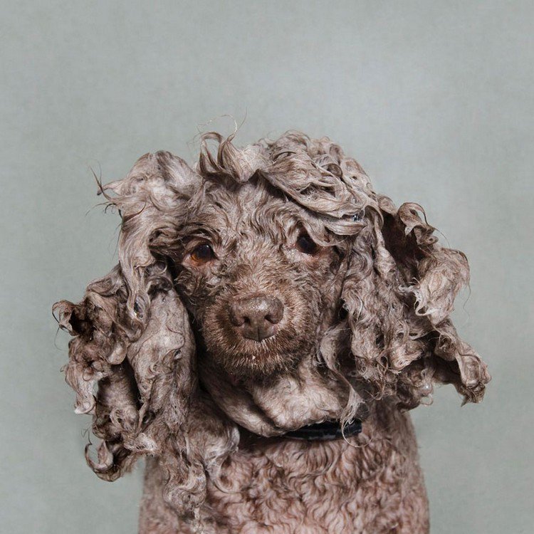 curly wet dog