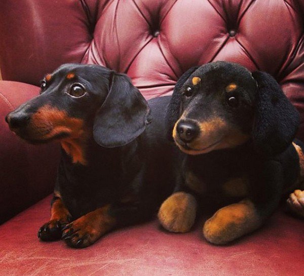 dachshund and plushie
