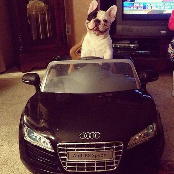 dog audi