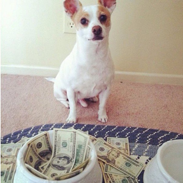 dog bed money