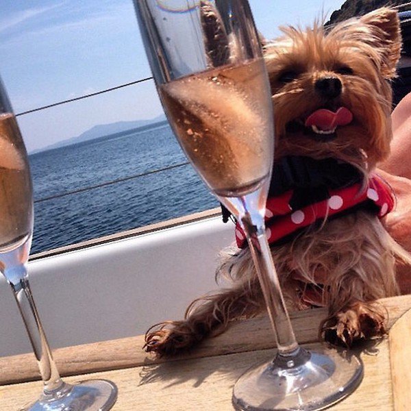 dog boat champagne