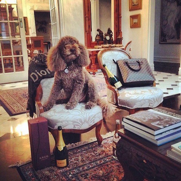 dog chair champagne