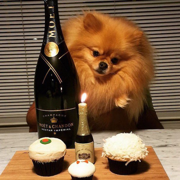 dog champagne cake