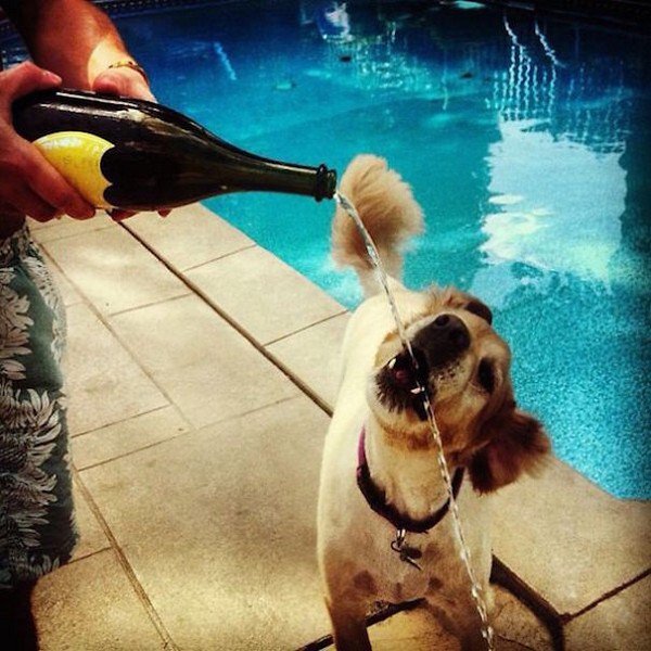 dog drinking champagne