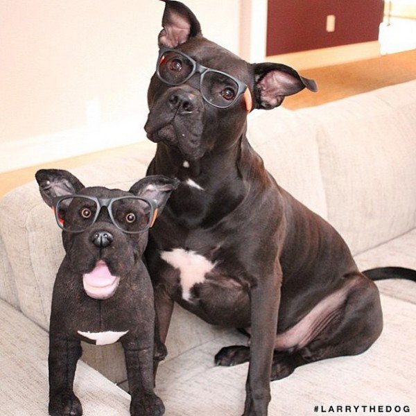 dog glasses and plushie