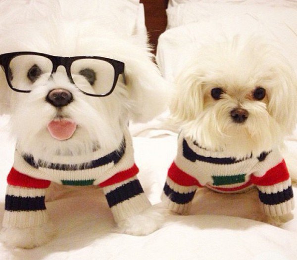 dog glasses and plushie