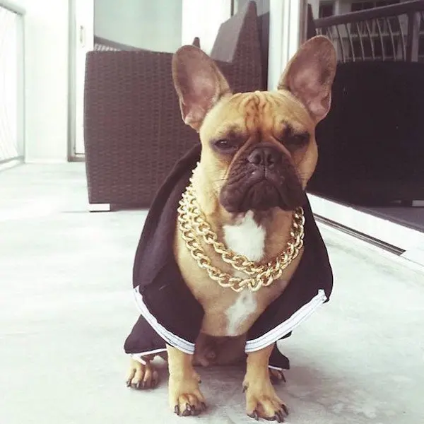 dog gold chains