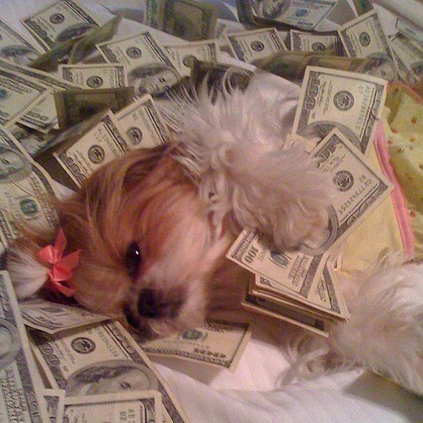 dog laying money