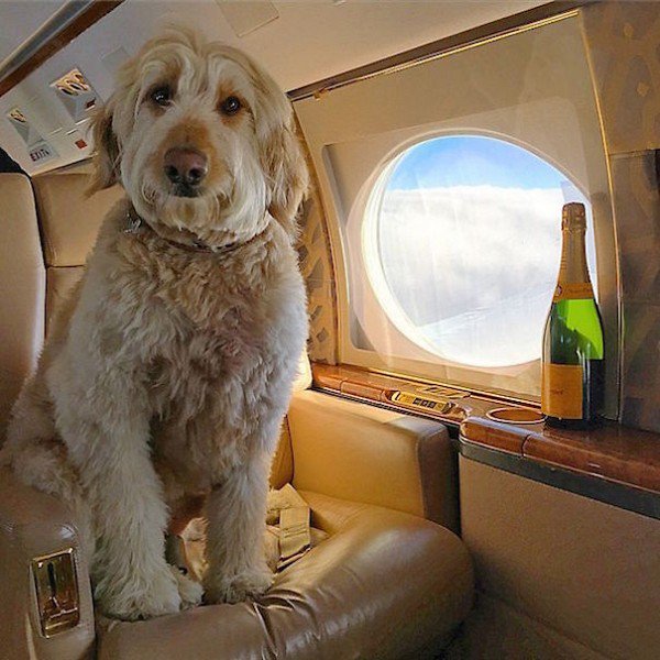 dog on plane