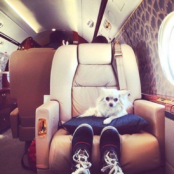dog plane seat