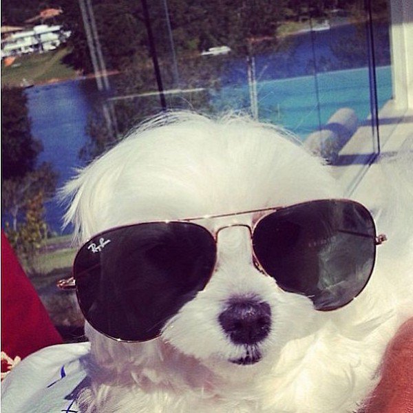 dog ray bans