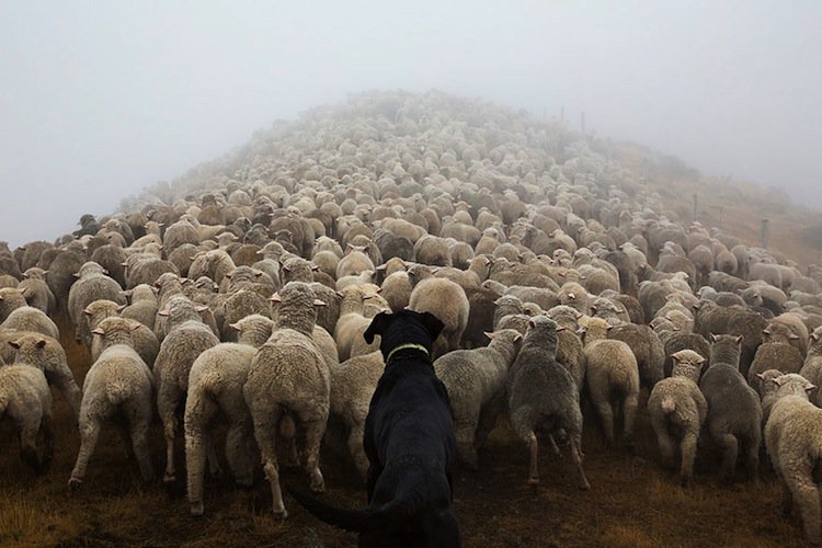 dogs-shepherd