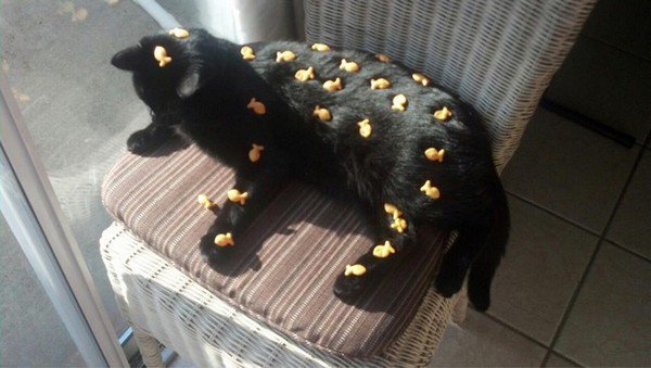 fish on cat