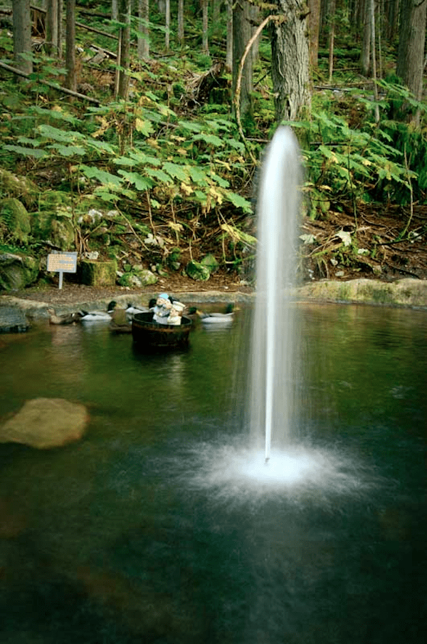 forest-water