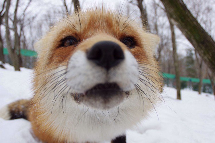 fox close up