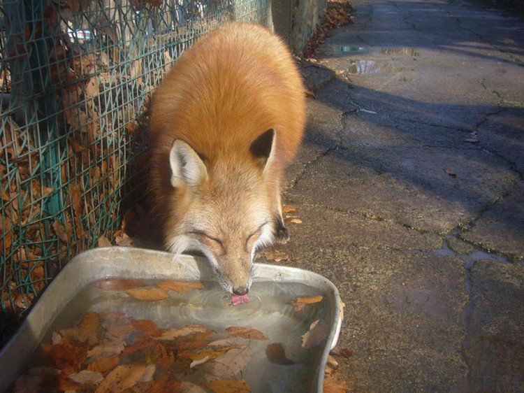 fox drinking