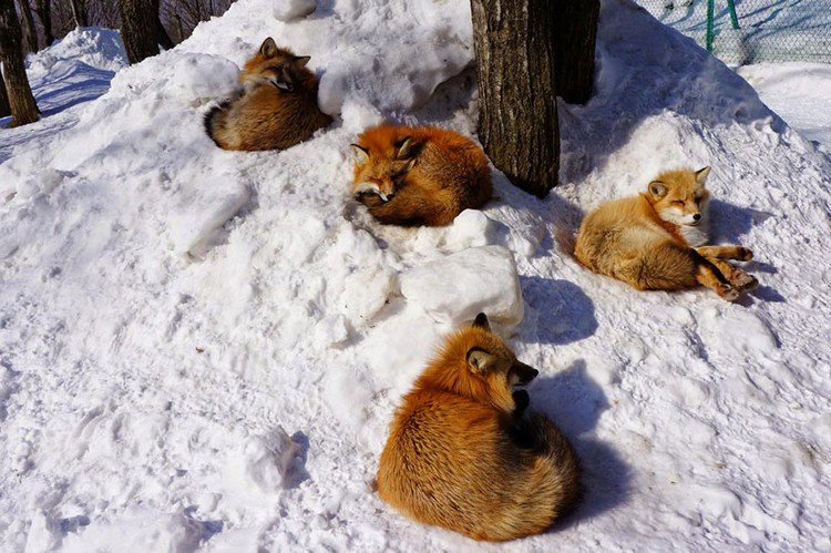 foxes in snow