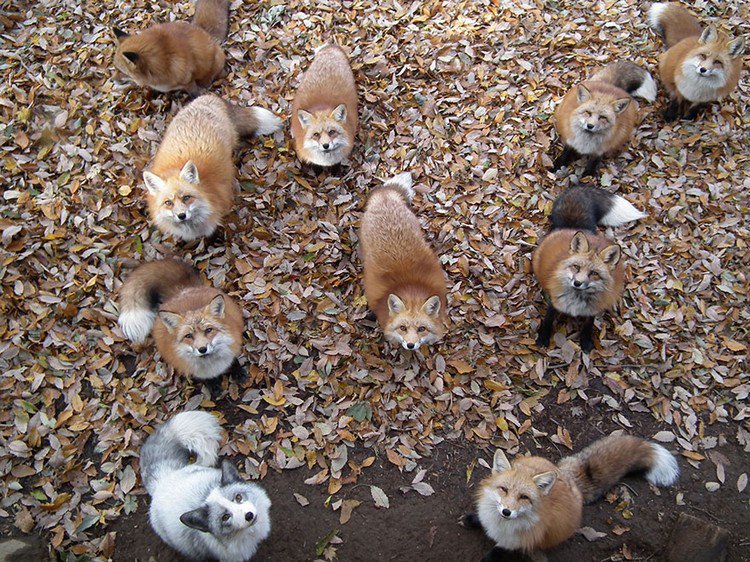 foxes looking up