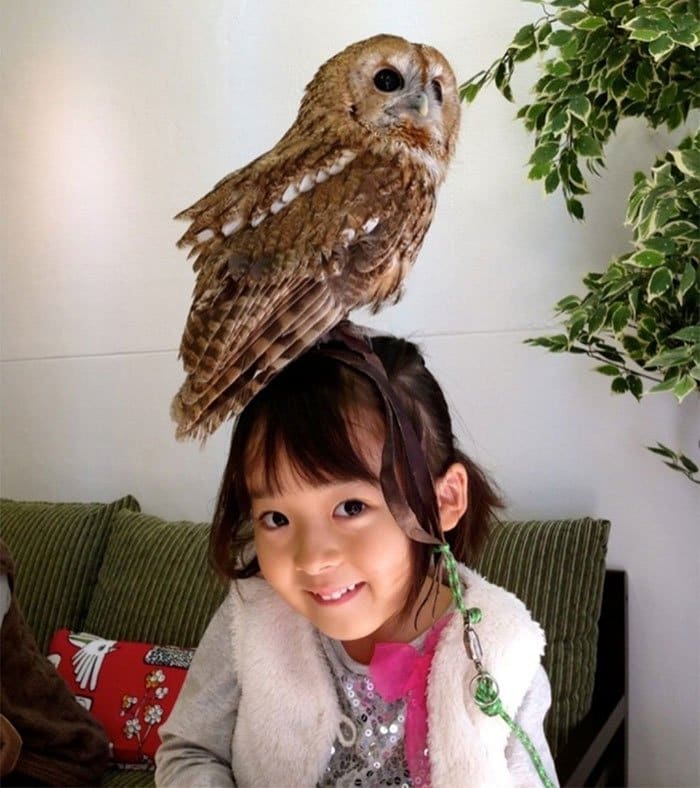 girl owl head