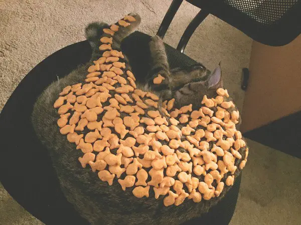 goldfish on cat