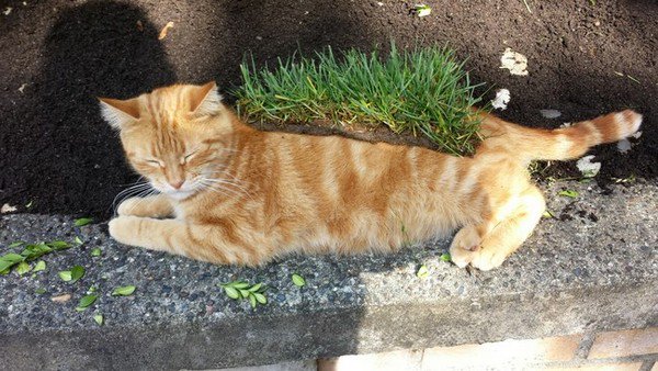 grass on cat