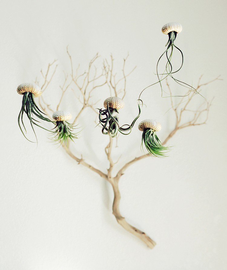 group air plant jellyfish