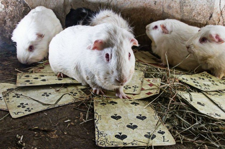 guinea pigs cards