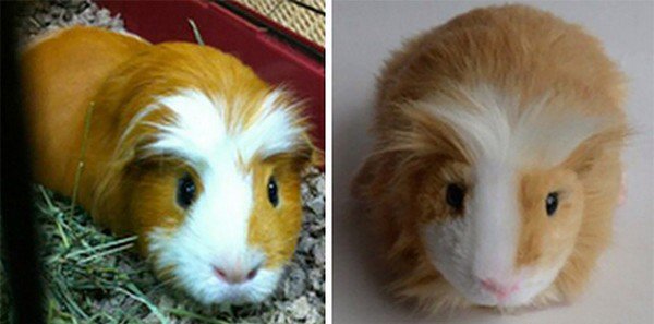 guinea pig and plushie