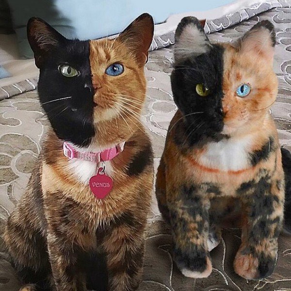 half black face cat and plushie