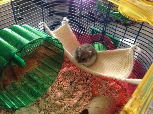 hamster hammock