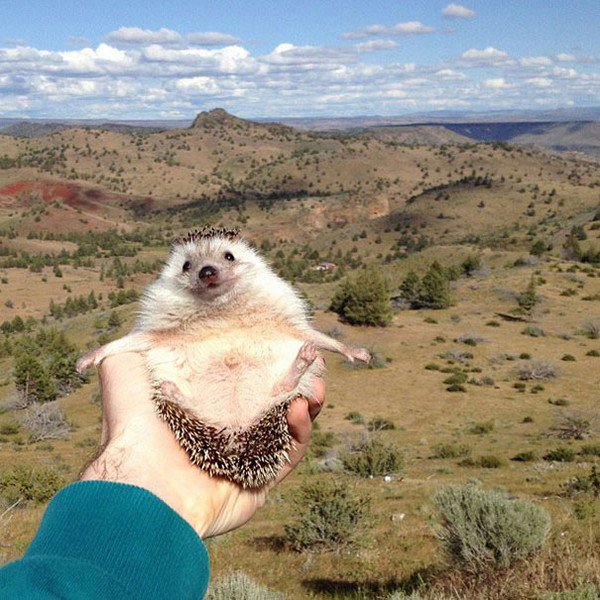 happy hedgehog valley