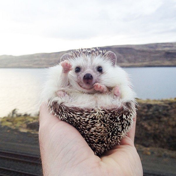 hedgehog countryside