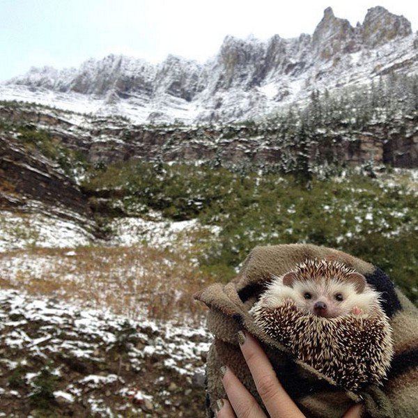 hedgehog cover outside