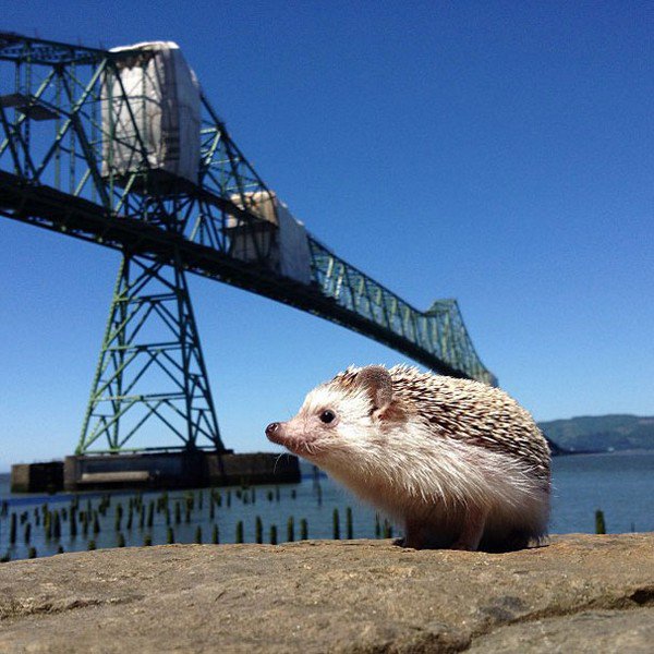 hedgehog crane