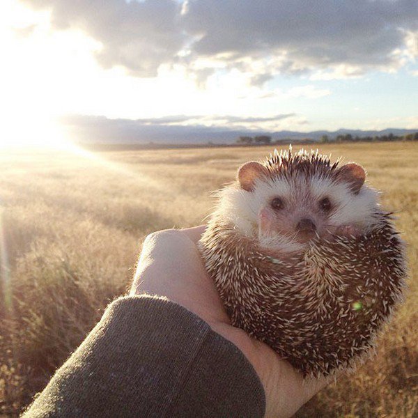 hedgehog field