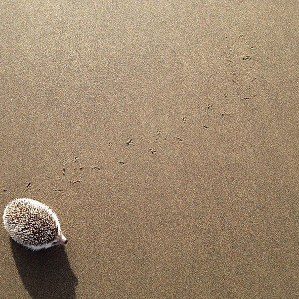 hedgehog footprints sand