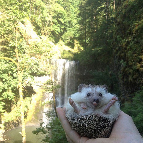 hedgehog legs out waterfall