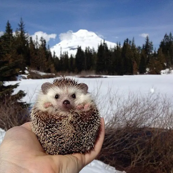 hedgehog mountains