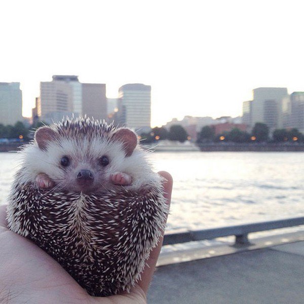 hedgehog skyscrapers